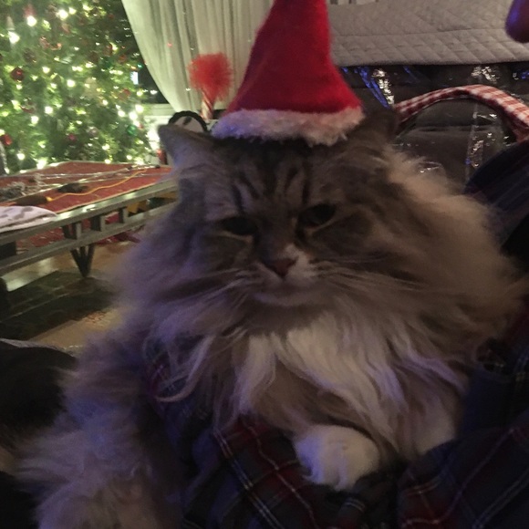 Meet your Posher, Karen - Picture 4 of 7